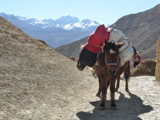 111107_Nepal_Mustang_0392_Chele_Geling