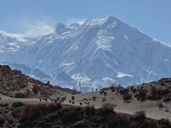 111107_Nepal_Mustang_0470_Chele_Geling