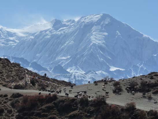 111107_Nepal_Mustang_0472_Chele_Geling