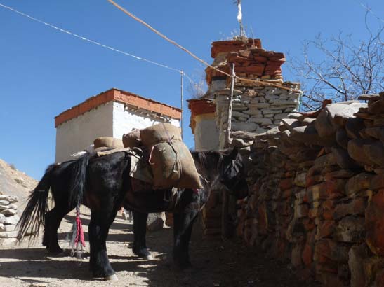 111107_Nepal_Mustang_0490_Chele_Geling