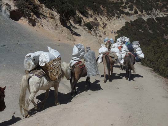 111107_Nepal_Mustang_0517_Chele_Geling