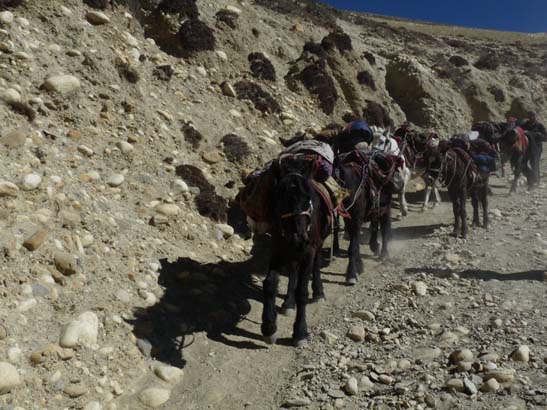 111108_Nepal_Mustang_0622_Geling_Tsarang