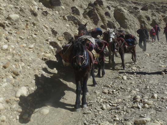 111108_Nepal_Mustang_0623_Geling_Tsarang