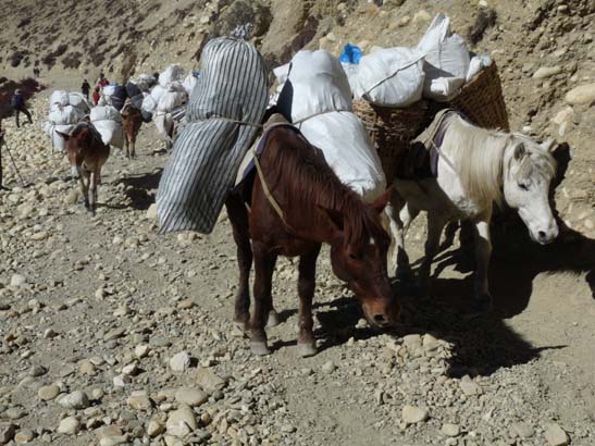 111108_Nepal_Mustang_0629_Geling_Tsarang