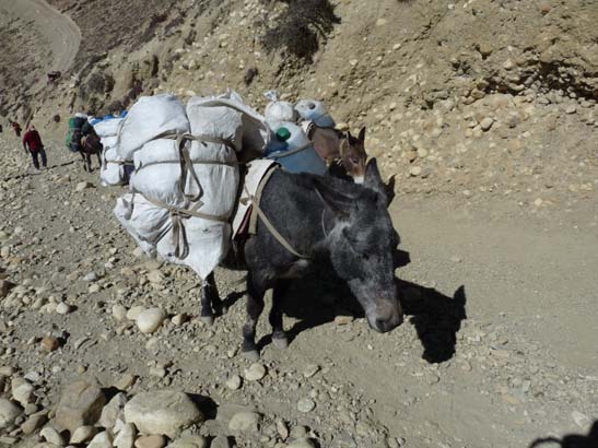 111108_Nepal_Mustang_0630_Geling_Tsarang