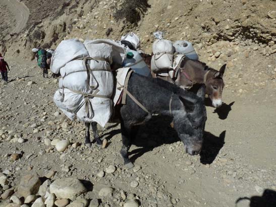 111108_Nepal_Mustang_0631_Geling_Tsarang