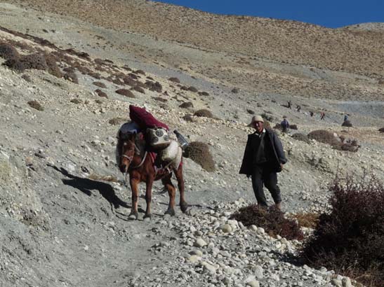 111108_Nepal_Mustang_0711_Geling_Tsarang