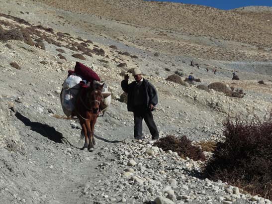 111108_Nepal_Mustang_0712_Geling_Tsarang