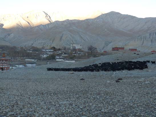 111108_Nepal_Mustang_0728_Geling_Tsarang