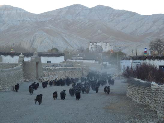 111108_Nepal_Mustang_0740_Geling_Tsarang