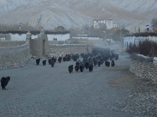 111108_Nepal_Mustang_0741_Geling_Tsarang