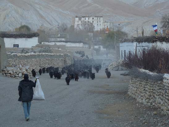 111108_Nepal_Mustang_0742_Geling_Tsarang