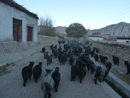 111108_Nepal_Mustang_0744_Geling_Tsarang