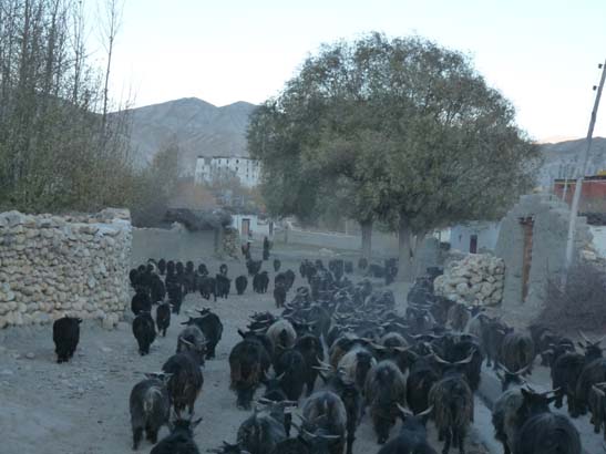 111108_Nepal_Mustang_0745_Geling_Tsarang