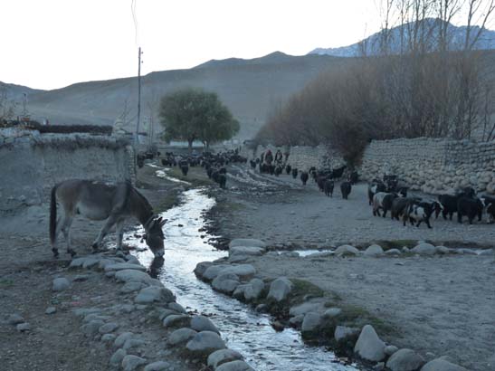 111108_Nepal_Mustang_0746_Geling_Tsarang