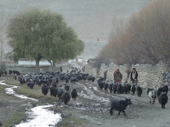 111108_Nepal_Mustang_0747_Geling_Tsarang