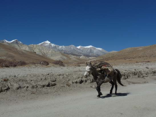 111109_Nepal_Mustang_0817_Tsarang_Lo_Manthang