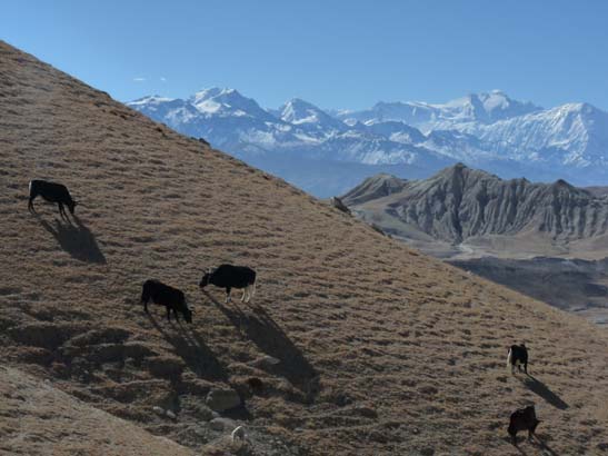 111110_Nepal_Mustang_0946_Lo_Manthang