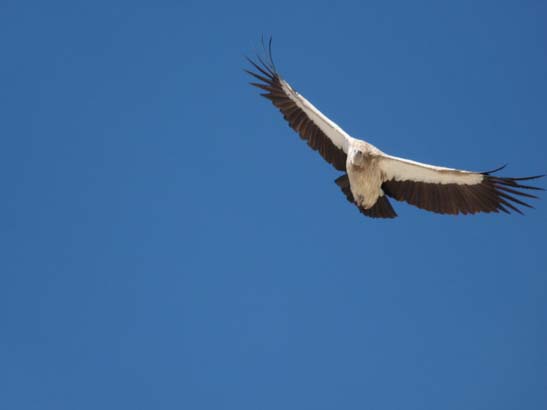 111110_Nepal_Mustang_0956_Lo_Manthang