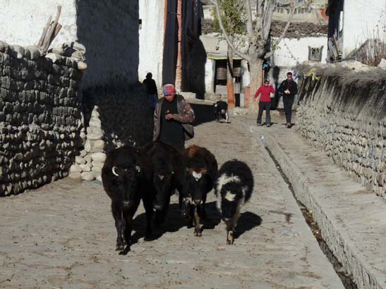 111111_Nepal_Mustang_1045_Lo_Manthang_Dhakmar