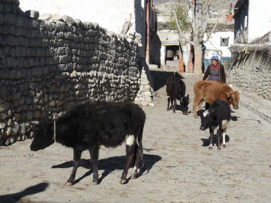 111111_Nepal_Mustang_1046_Lo_Manthang_Dhakmar
