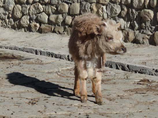 111111_Nepal_Mustang_1053_Lo_Manthang_Dhakmar