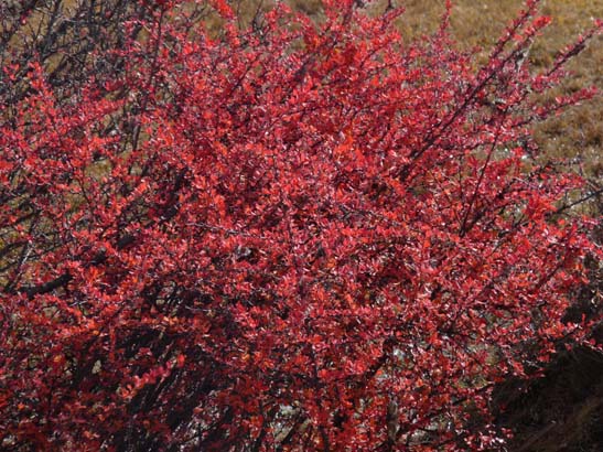 111111_Nepal_Mustang_1074_Lo_Manthang_Dhakmar