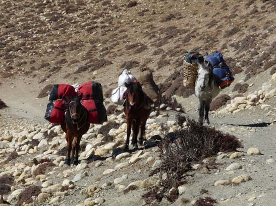 111112_Nepal_Mustang_1227_Dhakmar_Syangboche