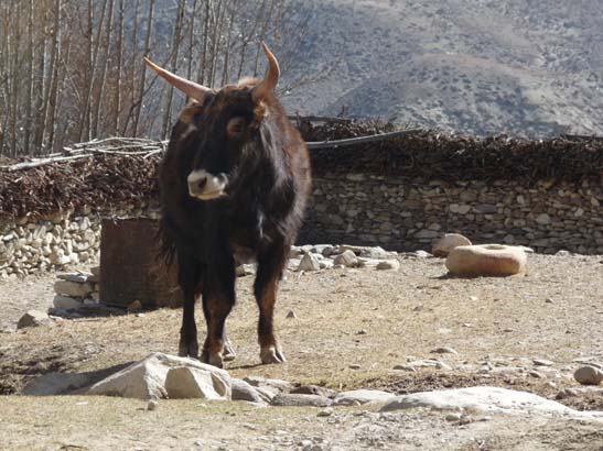 111112_Nepal_Mustang_1252_Dhakmar_Syangboche