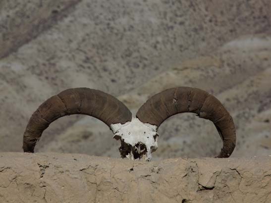 111112_Nepal_Mustang_1258_Dhakmar_Syangboche