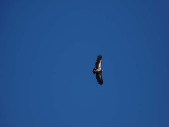 111112_Nepal_Mustang_1266_Dhakmar_Syangboche