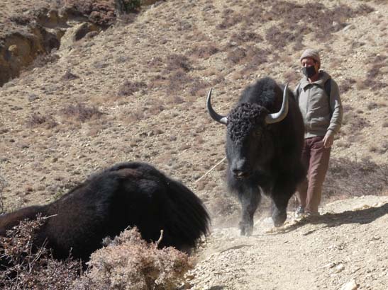 111113_Nepal_Mustang_1334_Syangboche_Chhusang