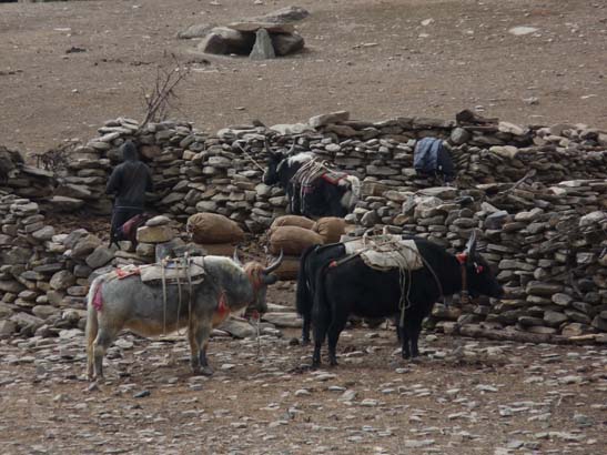 111113_Nepal_Mustang_1353_Syangboche_Chhusang