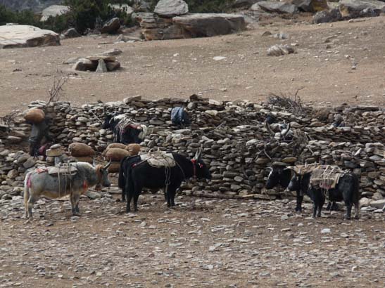 111113_Nepal_Mustang_1354_Syangboche_Chhusang