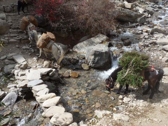 111113_Nepal_Mustang_1363_Syangboche_Chhusang