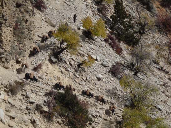 111113_Nepal_Mustang_1368_Syangboche_Chhusang