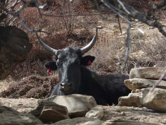 111113_Nepal_Mustang_1373_Syangboche_Chhusang