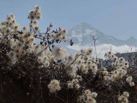 111113_Nepal_Mustang_1375_Syangboche_Chhusang