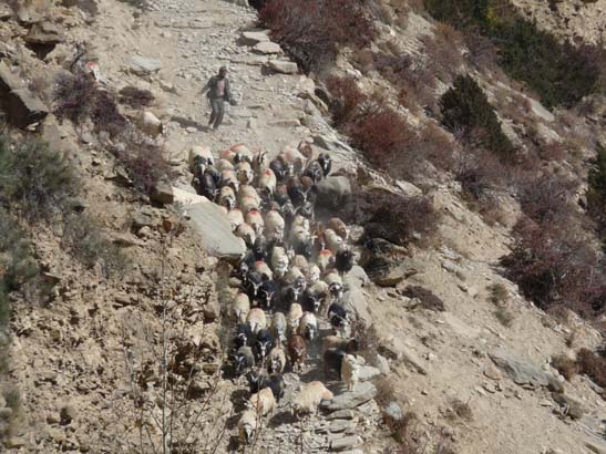 111113_Nepal_Mustang_1377_Syangboche_Chhusang