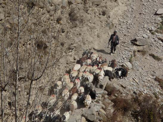 111113_Nepal_Mustang_1378_Syangboche_Chhusang