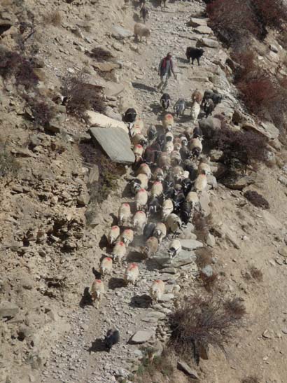 111113_Nepal_Mustang_1379_Syangboche_Chhusang