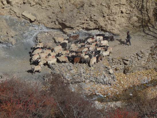 111113_Nepal_Mustang_1380_Syangboche_Chhusang