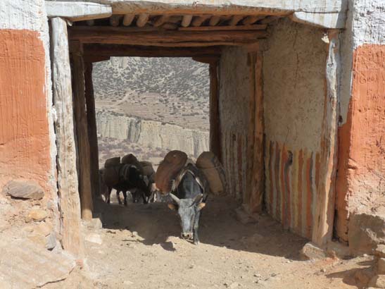 111113_Nepal_Mustang_1389_Syangboche_Chhusang