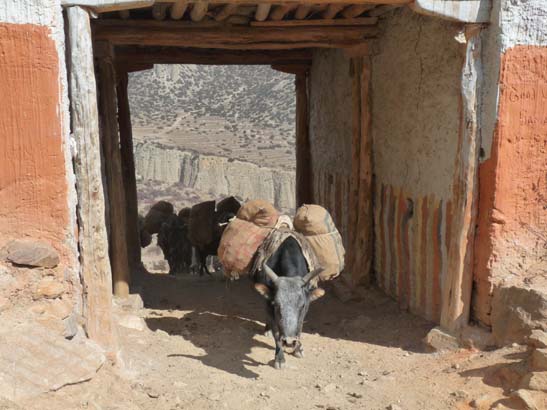 111113_Nepal_Mustang_1390_Syangboche_Chhusang