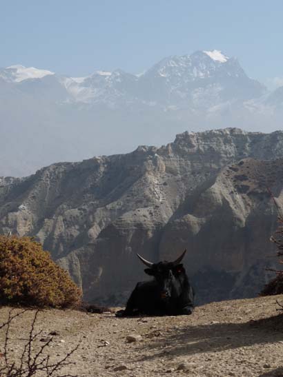 111113_Nepal_Mustang_1400_Syangboche_Chhusang