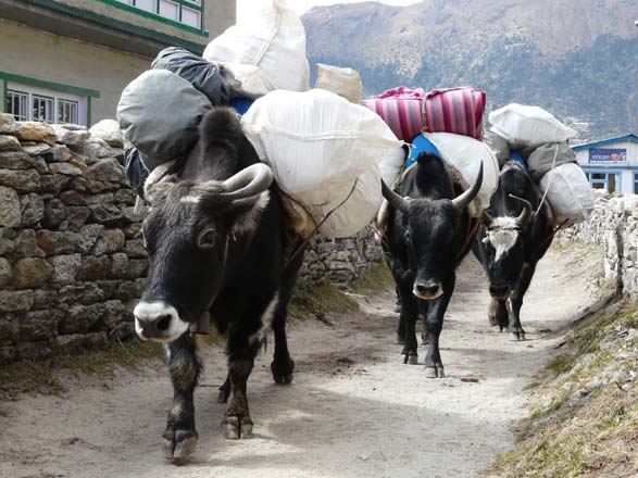 Nepal