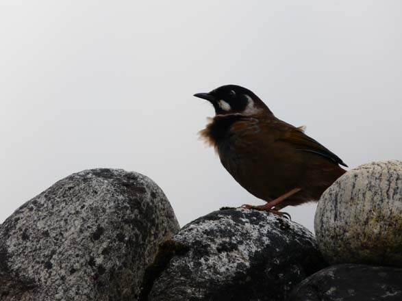 Thame-Kongde-Trek-0747