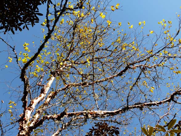 Thame-Kongde-Trek-1587