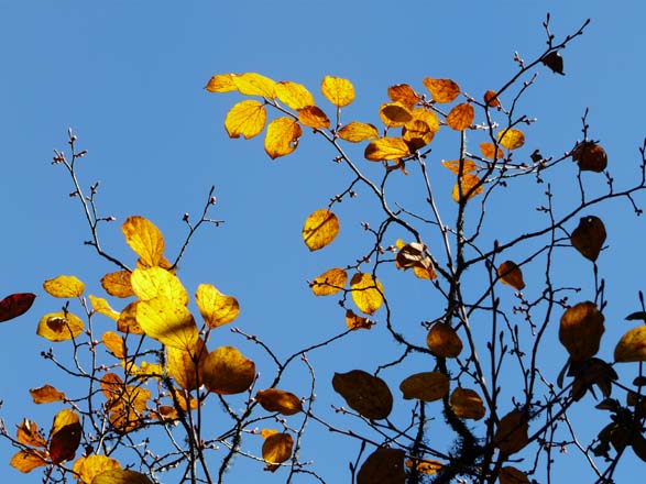 Thame-Kongde-Trek-1588