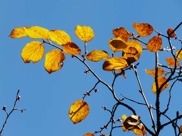 Thame-Kongde-Trek-1589